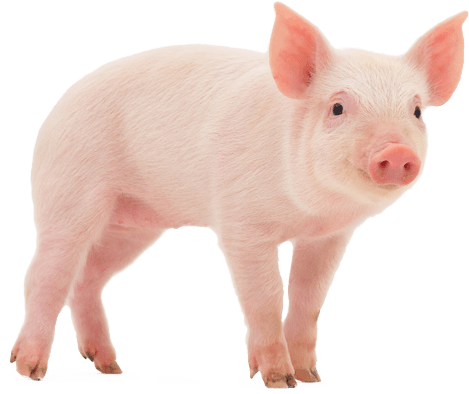 Pig